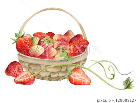 Strawberry in weaved basket with leaves tendrils, hand drawn in watercolor, ripe picked garden berry harvest heap, pineberry strasberry. Isolated illustration. Restaurant menu, farmers market grocery 129085127