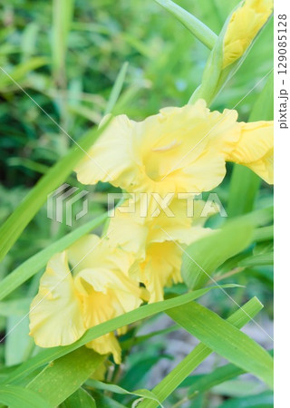 鮮やかな黄色いグラジオラスの花と初夏の緑 鮮やかな黄色いグラジオラスの花と初夏の緑 129085128