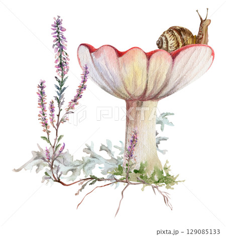 Russula webcap mushroom, snail on top, heather flowers, moss lichen growth. Forest floor habitat scene. Illustration hand drawn in watercolor. Foraging logbooks, gardening notebooks, nature posters Russula webcap mushroom, snail on top, heather flowers, moss lichen growth. Forest floor habitat scene. Illustration hand drawn in watercolor. Foraging logbooks, gardening notebooks, nature posters 129085133