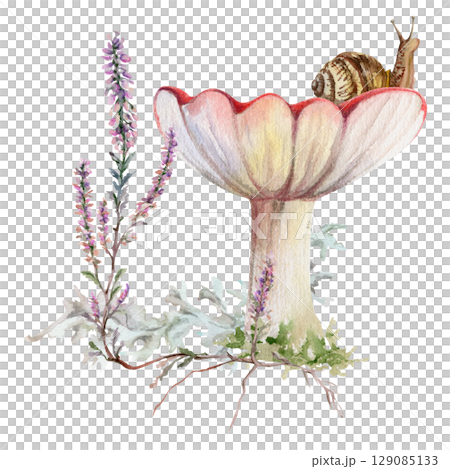 Russula webcap mushroom, snail on top, heather flowers, moss lichen growth. Forest floor habitat scene. Illustration hand drawn in watercolor. Foraging logbooks, gardening notebooks, nature posters Russula webcap mushroom, snail on top, heather flowers, moss lichen growth. Forest floor habitat scene. Illustration hand drawn in watercolor. Foraging logbooks, gardening notebooks, nature posters 129085133