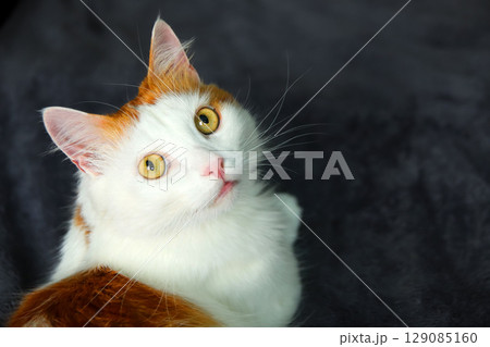 portrait of a beautiful, fluffy feline, possibly an white and orange cat, with captivating green eyes. The pet is captured lying down, its serene face highlighted against a clean white background 129085160