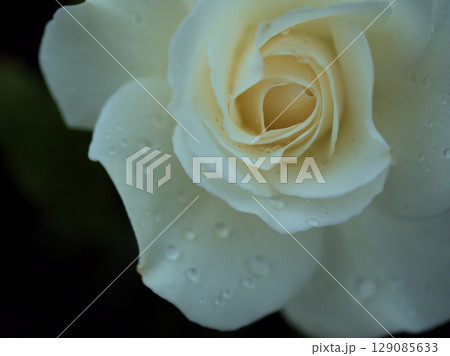 5月に咲いた白く美しいバラの花「アイスバーグ（シュネーヴィッチェン）」 129085633