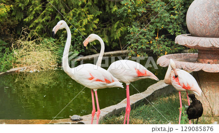 Greater flamingos wading near water, grooming plumage, black ibis companion in background, wildlife habitat setting Greater flamingos wading near water, grooming plumage, black ibis companion in background, wildlife habitat setting 129085876