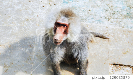 Hamadryas baboon perching on concrete floor, scanning environment with keen, intelligent expression during alert observation Hamadryas baboon perching on concrete floor, scanning environment with keen, intelligent expression during alert observation 129085879