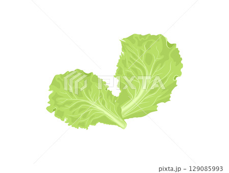 Green lettuces leaves stock illustration 129085993