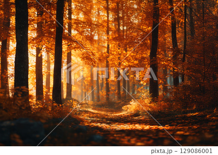 幻想的な秋の森林のイメージ 129086001