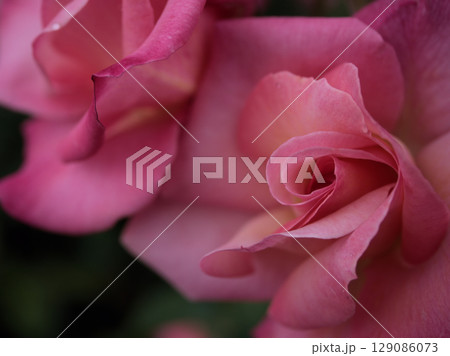 5月に美しく咲いたピンク色のバラの花「凛(りん)」 5月に美しく咲いたピンク色のバラの花「凛(りん)」 129086073