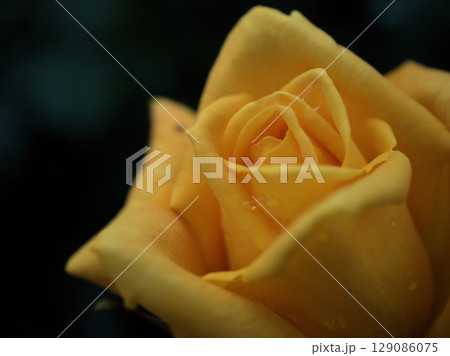 雨上がりの5月に美しく咲いた黄色いバラの花「マルコポーロ」 129086075