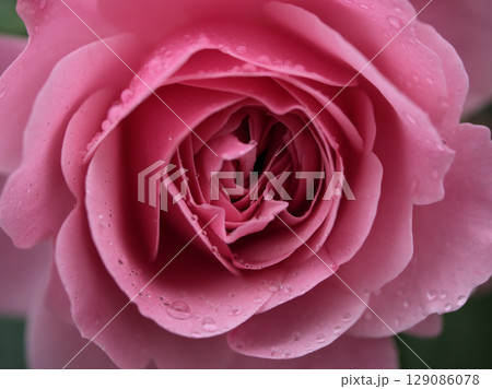 雨上がりの5月に美しく咲いたピンク色のバラの花「レオナルドダヴィンチ」 雨上がりの5月に美しく咲いたピンク色のバラの花「レオナルドダヴィンチ」 129086078