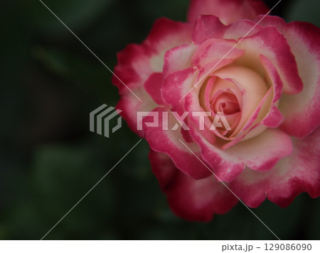 5月に咲いた美しく赤いバラの花「ジュビレ･デュ･プリンス･ドゥ･モナコ」 129086090