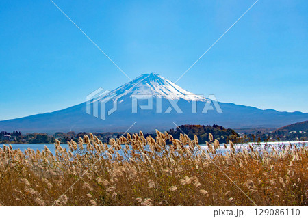 枯れたススキの原っぱ越しに見る湖と冠雪の富士山 枯れたススキの原っぱ越しに見る湖と冠雪の富士山 129086110