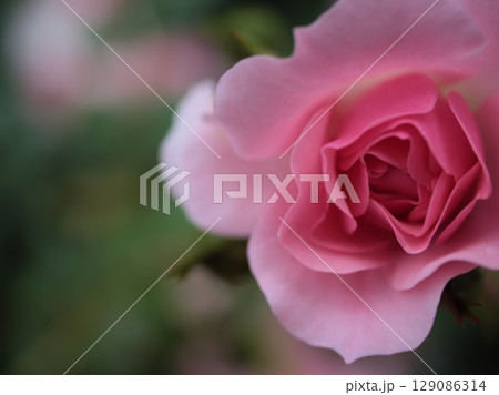 5月に美しく咲いたピンク色のバラの花「ボニカ’82」 5月に美しく咲いたピンク色のバラの花「ボニカ’82」 129086314