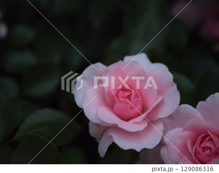 5月に美しく咲いたピンク色のバラの花「ボニカ’82」 129086316