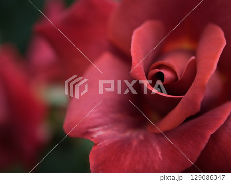 5月に美しく咲いた茶色いバラの花「ブラックティー」 129086347