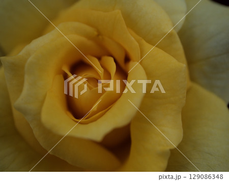 5月に美しく咲いた黄色のバラの花「ゴールドバニー」 5月に美しく咲いた黄色のバラの花「ゴールドバニー」 129086348