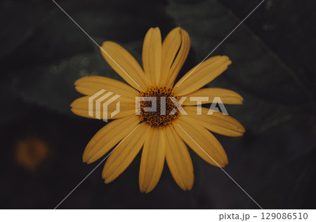 Vibrant yellow Rudbeckia flower with dark background 129086510