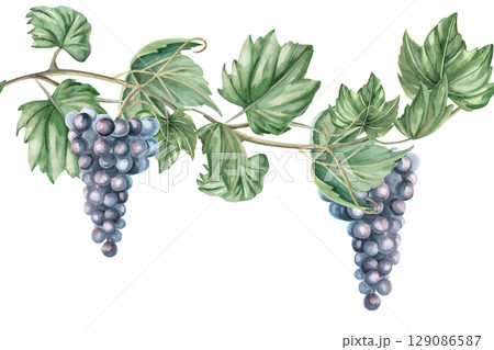 Seamless border with grapevine. Isolated watercolor illustration in realistic style for decorating kitchen textiles, tableware, interior design, printing on posters for the harvest festival, Wine Day. 129086587