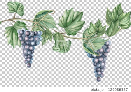 Seamless border with grapevine. Isolated watercolor illustration in realistic style for decorating kitchen textiles, tableware, interior design, printing on posters for the harvest festival, Wine Day. Seamless border with grapevine. Isolated watercolor illustration in realistic style for decorating kitchen textiles, tableware, interior design, printing on posters for the harvest festival, Wine Day. 129086587