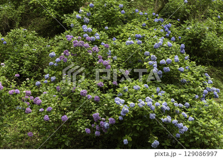 幻想的に咲き誇る紫陽花のグラデーション（美濃加茂市　みのかも健康の森　あじさいの池） 129086997