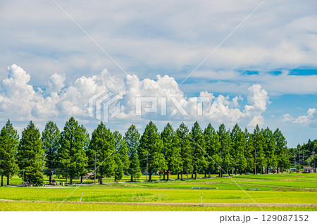 高島市マキノ町の名所メタセコイア並木 滋賀県 高島市マキノ町の名所メタセコイア並木 滋賀県 129087152
