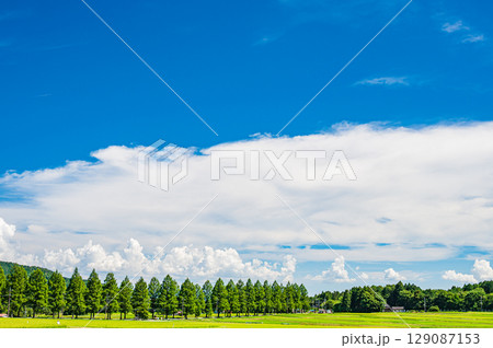 高島市マキノ町の名所メタセコイア並木 滋賀県 高島市マキノ町の名所メタセコイア並木 滋賀県 129087153