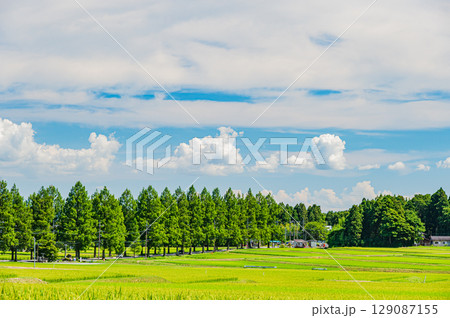 高島市マキノ町の名所メタセコイア並木 滋賀県 高島市マキノ町の名所メタセコイア並木 滋賀県 129087155