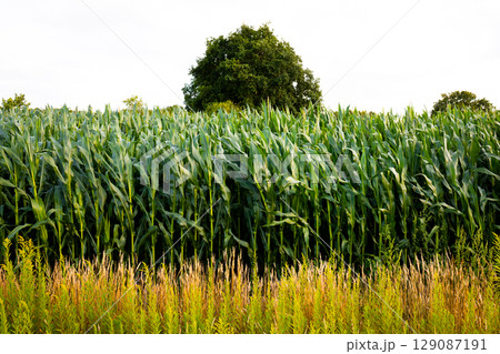 Lush cornfield with tall stalks and blue sky in rural landscape 129087191