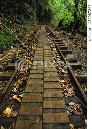 屋久島の森林鉄道の線路 129087205