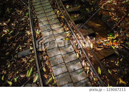 屋久島の森林鉄道の線路 129087211