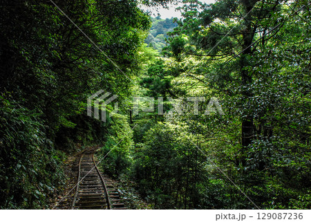屋久島の森林鉄道の線路が走る森林 屋久島の森林鉄道の線路が走る森林 129087236