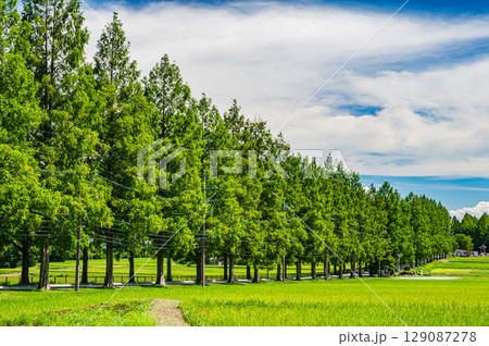 高島市マキノ町の名所メタセコイア並木　滋賀県 129087278