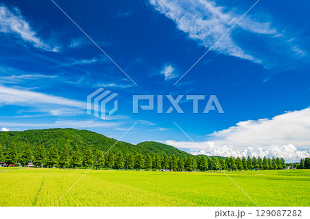 高島市マキノ町の名所メタセコイア並木　滋賀県 129087282