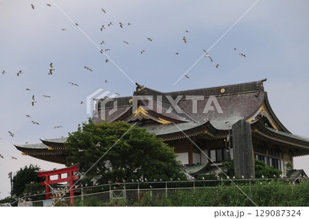 日本有数のウミネコ繁殖地蕪島に建つ蕪嶋神社 日本有数のウミネコ繁殖地蕪島に建つ蕪嶋神社 129087324