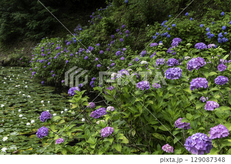 みのかも健康の森に咲く紫陽花と池の睡蓮が彩る初夏の風景 129087348