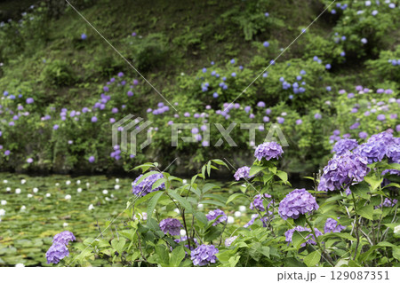 みのかも健康の森に咲く紫陽花と池の睡蓮が彩る初夏の風景 みのかも健康の森に咲く紫陽花と池の睡蓮が彩る初夏の風景 129087351