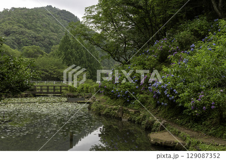 みのかも健康の森に咲く紫陽花と池の睡蓮が彩る初夏の風景 129087352