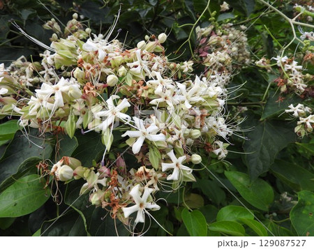 真夏に咲くシソ科の「クサギ」 129087527