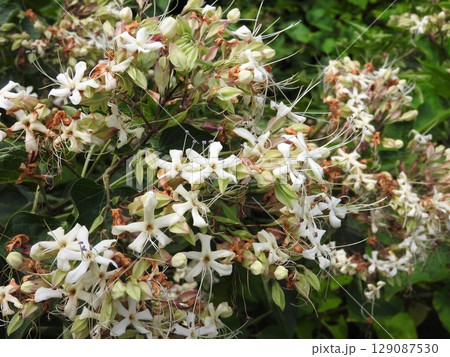 真夏に咲くシソ科の「クサギ」 真夏に咲くシソ科の「クサギ」 129087530