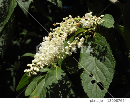 夏に咲く「リョウブ」の花 夏に咲く「リョウブ」の花 129087634
