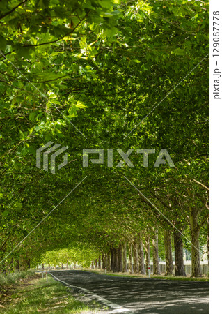 ニュージーランド　ホークス・ベイ地方にあるテ・マタ・ピーク近くのワイマラマ・ロードの並木道 129087778