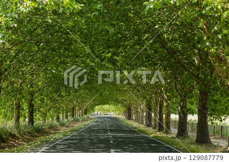 ニュージーランド　ホークス・ベイ地方にあるテ・マタ・ピーク近くのワイマラマ・ロードの並木道 129087779