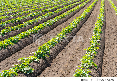 サツマイモ畑 サツマイモ畑 129087870