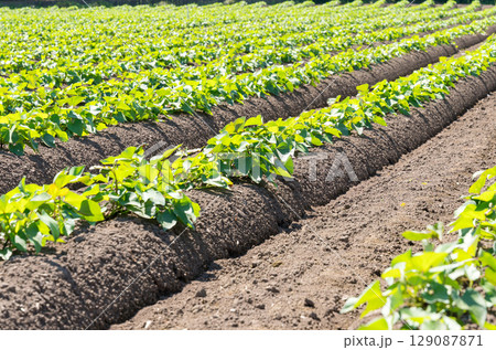 サツマイモ畑 129087871