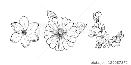 Vector delicate flower set. Hand painted linear contour magnolia, plumeria, gerbera sakura. Graphic clipart isolated. Botanical, tattoo and wedding illustration. For designers, invitations, decoration Vector delicate flower set. Hand painted linear contour magnolia, plumeria, gerbera sakura. Graphic clipart isolated. Botanical, tattoo and wedding illustration. For designers, invitations, decoration 129087872
