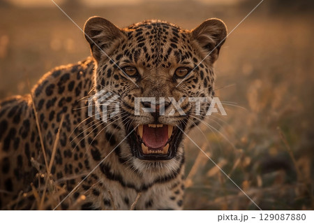 A majestic leopard growls, its face illuminated by warm, golden hour light. This stunning close-up captures the untamed beauty and power of this African predator in the savanna. 129087880