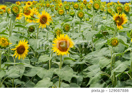 ミツバチ飛び交うヒマワリ畑 129087886