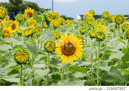 ミツバチ飛び交うヒマワリ畑 ミツバチ飛び交うヒマワリ畑 129087887