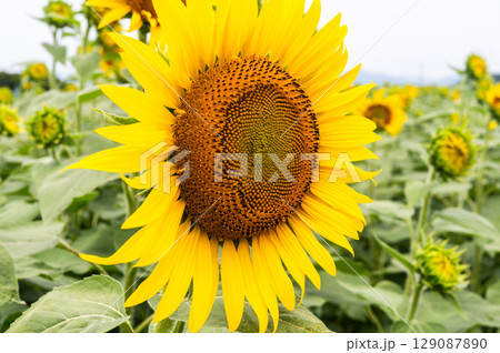 ミツバチ飛び交うヒマワリ畑 ミツバチ飛び交うヒマワリ畑 129087890