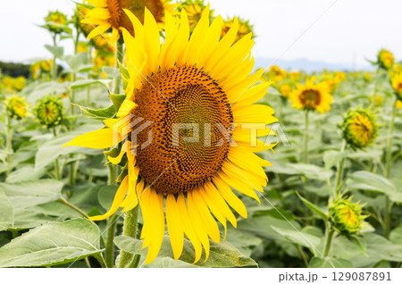 ミツバチ飛び交うヒマワリ畑 129087891