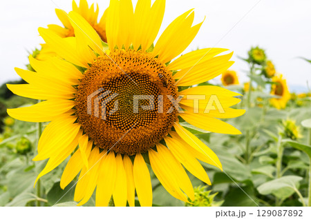 ミツバチ飛び交うヒマワリ畑 129087892
